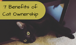 7 benefits of cat ownership