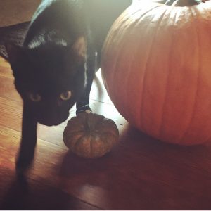 black cat with pumpkins