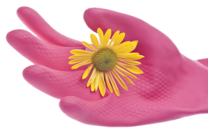 pink rubber cleaning glove holding a daisy