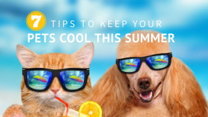 7 Tips for Keeping Your Pets Cool This Summer | Hirschfeld