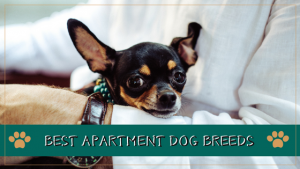 best apartment dog breeds